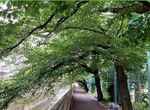 ウォーキング🏃‍♀️