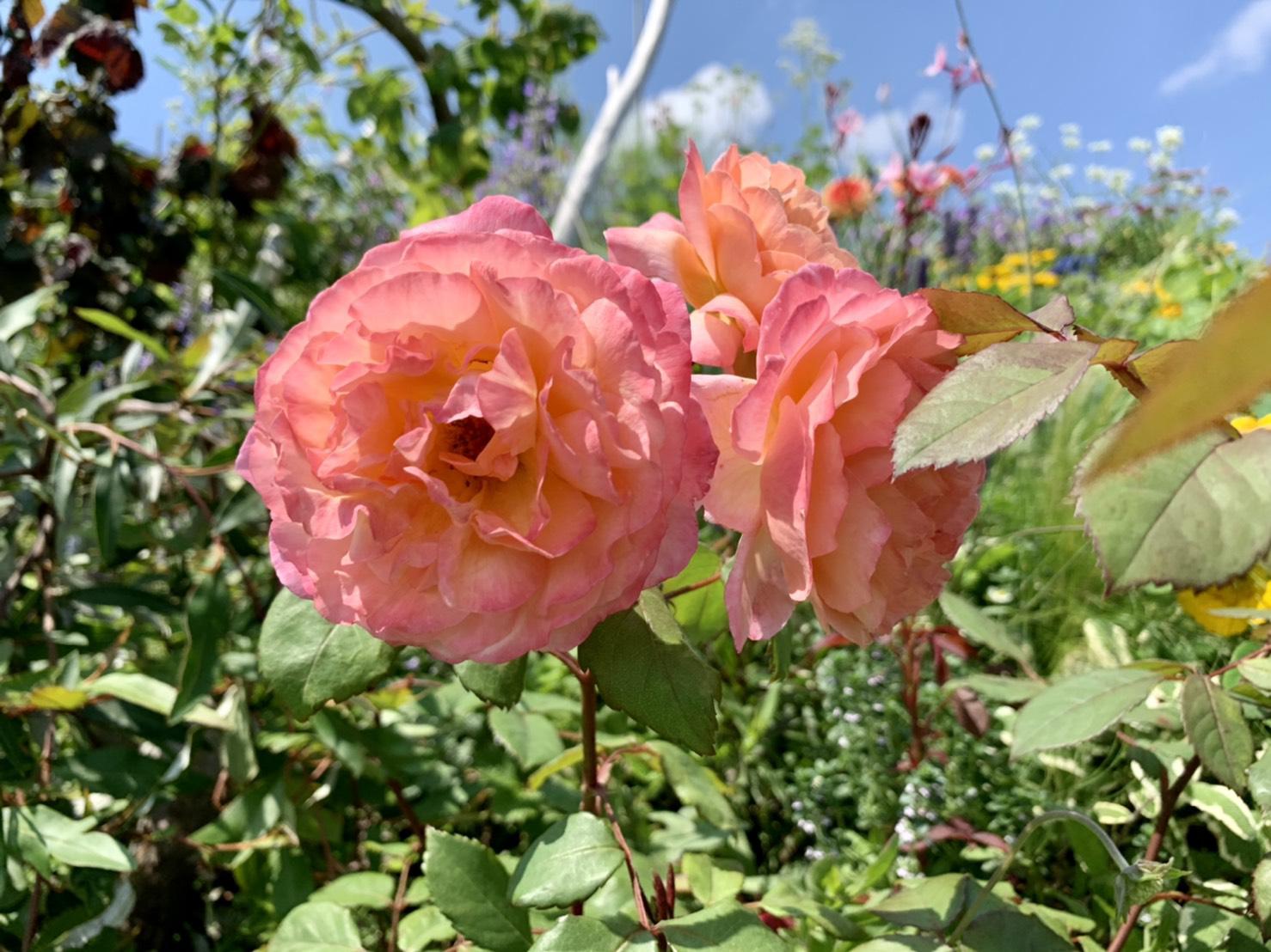 屋上庭園🏵🥀