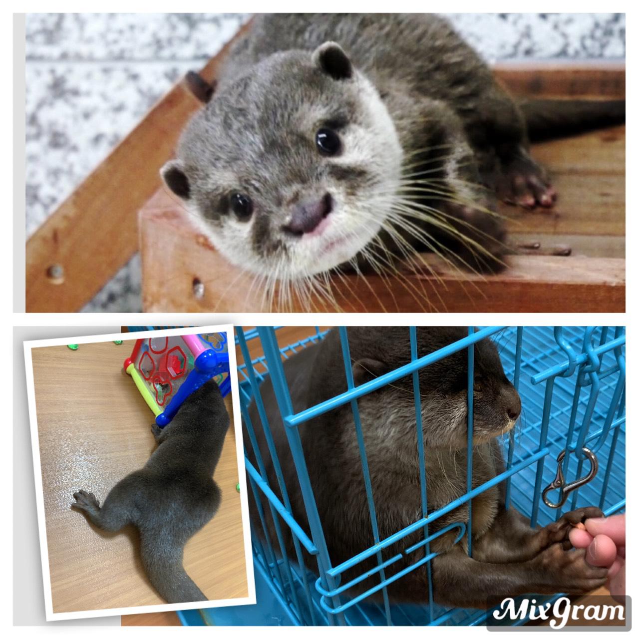 コツメカワウソ