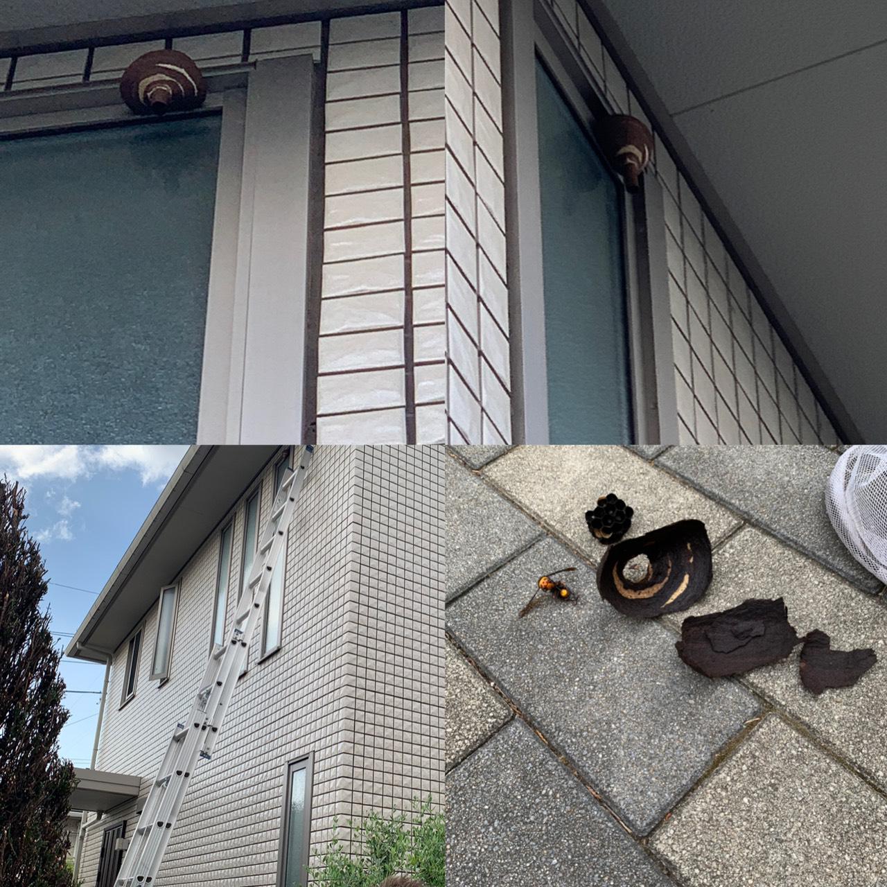 スズメバチの巣が🐝